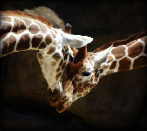 Rules Of The Jungle The Symbiotic Relationship Of Giraffes