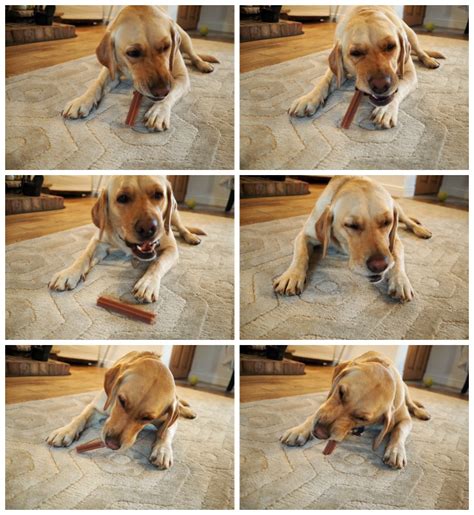 Periodontal disease is caused by different particles, like saliva, bacteria, and food, in your dog's mouth. How do I brush my dog's teeth? | Pedigree Dentastix ...