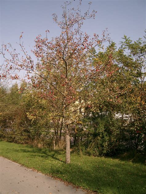 Pyrus Regelii