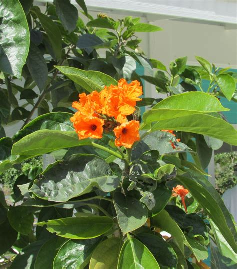 The frilly blooms attract butterflies, bees, and birds the weeping bottlebrush is one of the most popular small flowering trees for south florida for its small stature, red flowers, and romantic weeping form. Orange Geiger Tree in the Caribbean Garden | Beautiful ...