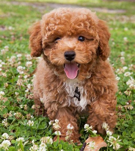 Bichon Poodle Mix Puppies For Adoption Puppy And Pets