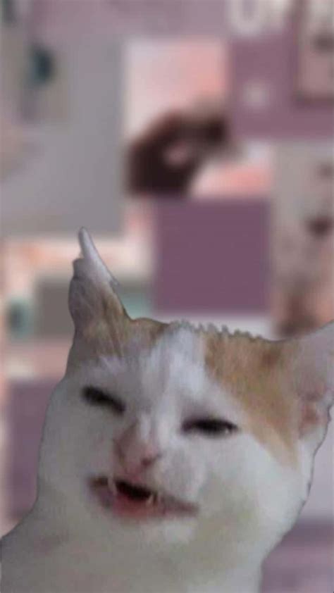 Download Cursed Cat Pictures