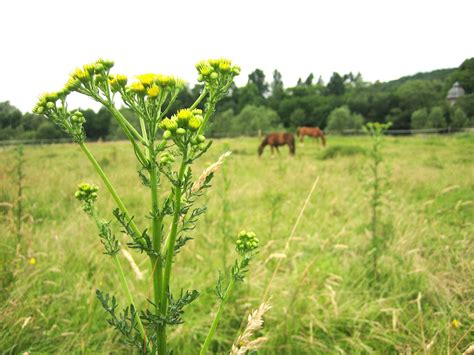 Eisenhut wächst mit blauen oder gelben blüten und ist wegen seiner farbenpracht sehr beliebt. Giftpflanzen gefährden Pferde | Industrieverband Agrar