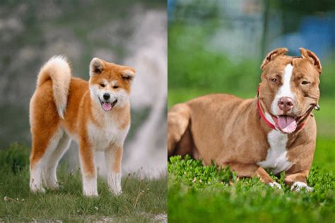 Akita Pit Dog Breed Facts History Health Traits And Characteristics