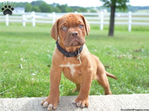 Dogue De Bordeaux Puppies For Sale Greenfield Puppies