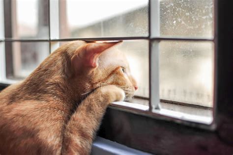 10 Things To Avoid Doing When Leaving Your Cat Alone Great Pet Care