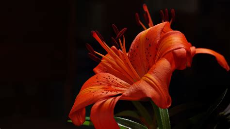 Download Wallpaper Orange Garden Lily 3840x2160