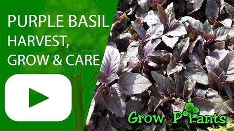 Purple Basil Grow And Care Ocimum Basilicum Youtube