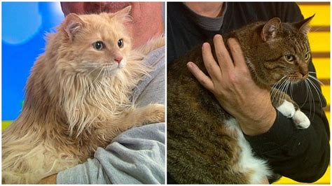Cat rescue centres in dorset. Pet Parade: Animal Protection Center Of Southeastern ...