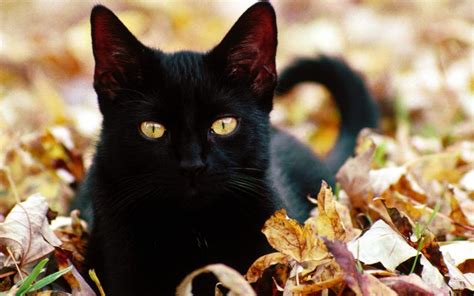 48 Black Cat Screensavers And Wallpaper