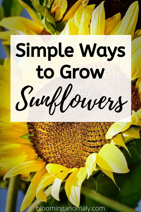 Simple Ways To Grow Sunflowers Growing Sunflowers Container