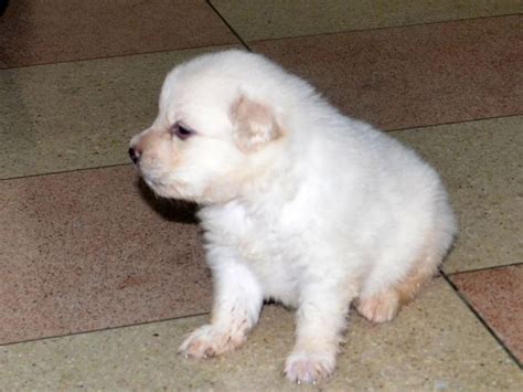 Teacup pomeranian puppies delhi free classified ads in india. Pomeranian Puppies for Sale(Prithvi Pets 1)(15547) | Dogs ...
