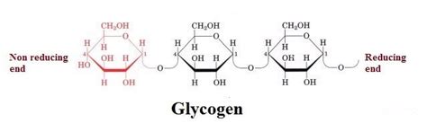 What Are Reducing End And Non Reducing End In Glycogen