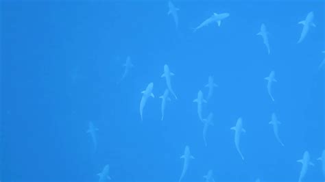 Blacknose Sharks Schooling At The Blue Hole Youtube