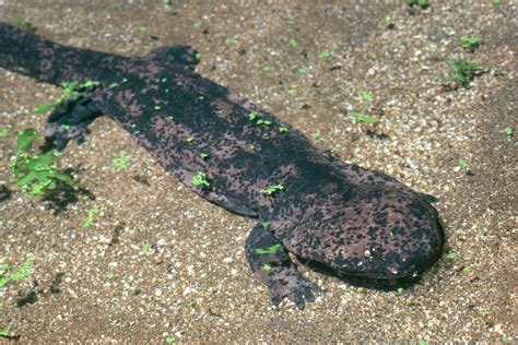 Species Of Salamander Found All Going Extinct