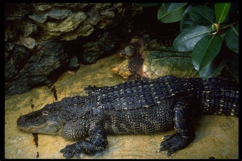 Alligator mississippiensis | The Reptile Database