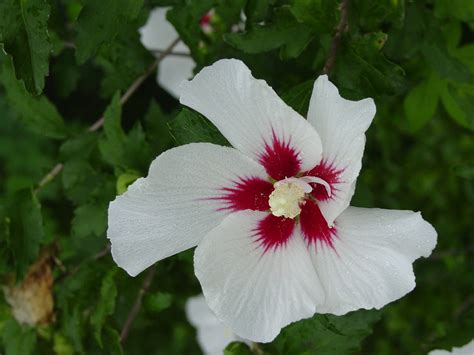 See full list on gardenandme.com Opinions on Vascular plant