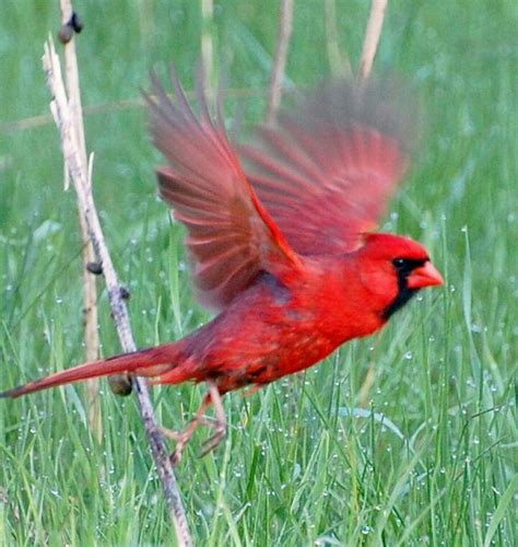 Cardinals Cardinal Birds Red Birds Colorful Birds Love Birds