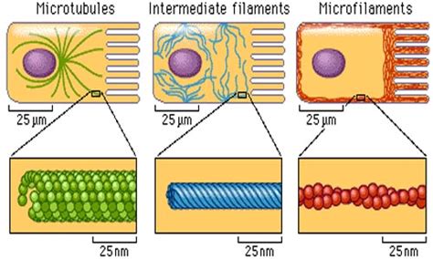 Maybe you would like to learn more about one of these? Microbodies Microtubules and Microfilament | kullabs.com