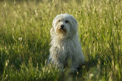 Coton De Tulear Dog Breed Characteristics And Care