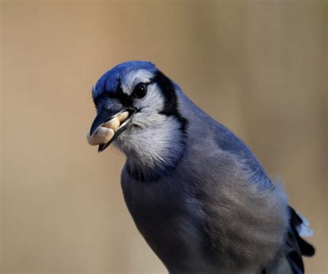 Ксан аранда, мел эслин, йен брик сценарист: How To Distinguish A Female Blue Jay Bird From A Male ...