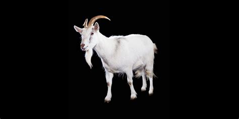 Goat Wallpapers Animal Hq Goat Pictures 4k Wallpapers 2019