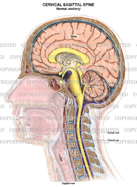 Cervical Spine Normal Anatomy — Medical Art Works