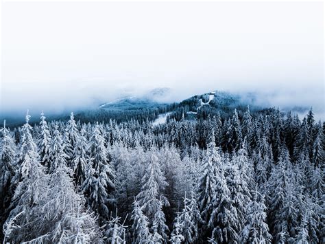 Wallpaper Winter Trees Fog Snow Aerial View Forest Hd