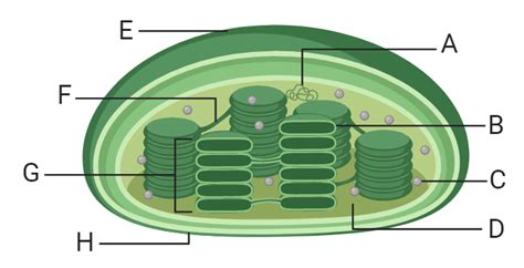 Will the animal cell destroy it? Chloroplasts Worksheet | PDF Download
