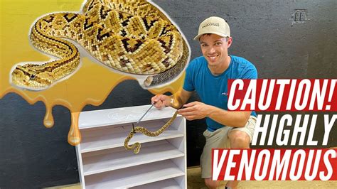 Snake Rack For HIGHLY VENOMOUS Rattlesnakes YouTube