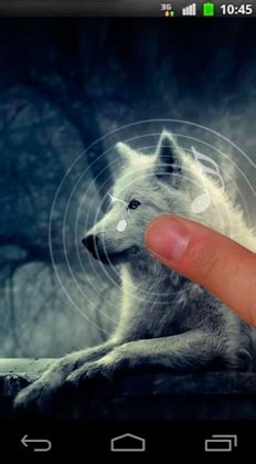 Only the best hd background pictures. Night wolves live wallpaper for Android. Night wolves free ...