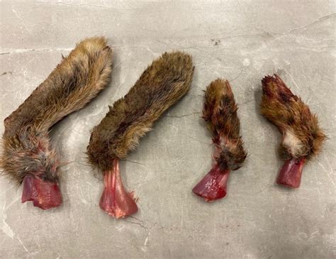 This was a brief answer to this question. Wild Rabbit Feet - 300g (app. 22 per Pack) - Rawtdoor