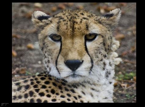 Download and use your favorite zoo picture for free. Best WallPapers: Zoo Animals Wallpapers