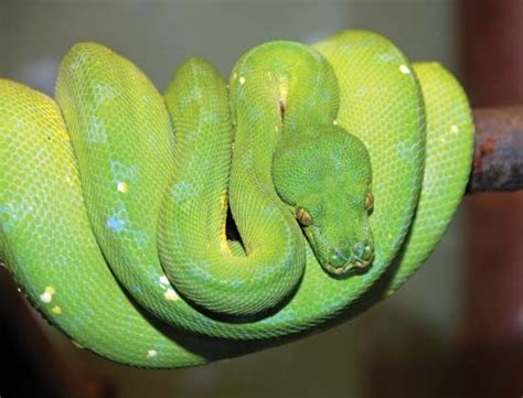 Python Snake Group
