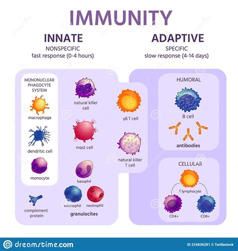 Innate Immune System Study Guide Inspirit