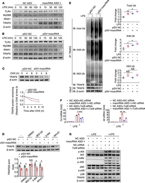 Jci Insight The Small Rna Mascrna Differentially Regulates Tlr