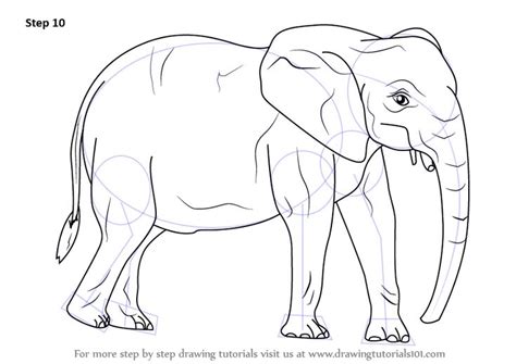 Learn How To Draw An African Elephant Wild Animals Step By Step