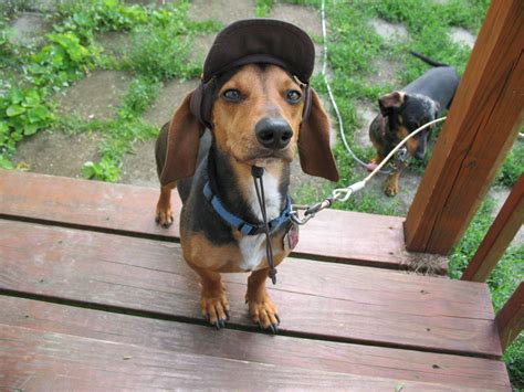Beagle Dachshund mix, Bastian, wearing his favorite hat. He is ready ...