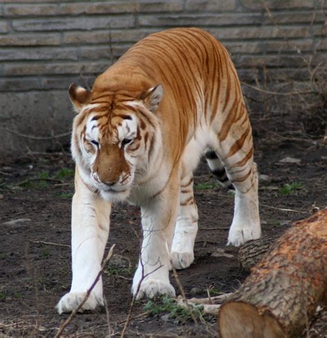 File:Golden tiger 1 - Buffalo Zoo.jpg - Wikimedia Commons