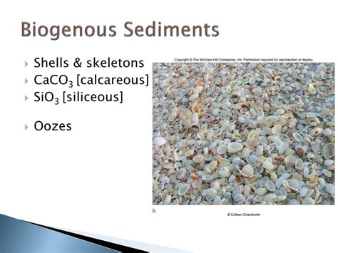 • mostly skeletal material produced by dominant species of plankton. PPT - Ocean Sediments PowerPoint Presentation, free download - ID:4527670