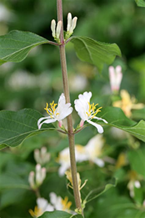Beautiful artificial silk daffodil flowers bush. Weed of the Month: Bush honeysuckle—an ornamental gone ...