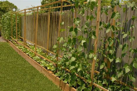 Naruto Bleach Inuyasha Mania Green Bean Trellis Ideas