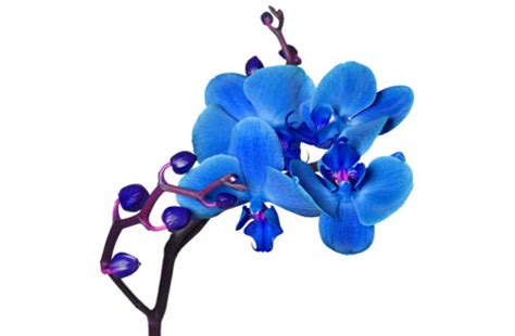 Sulla fronte della piccola fata che dorme al suo interno. Orchidee blu colorate: un bel regalo oppure no? | Fiori e Foglie