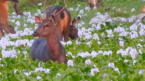 Deers At Chitwan National Park Red Deer Spotted Deer Youtube