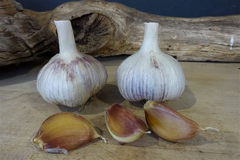 Deerfield Rocambole Seed Bulb ⋆ Tasmanian Gourmet Garlic Australian