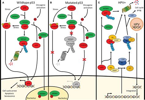 Frontiers Restoring P53 Function In Head And Neck Squamous Cell