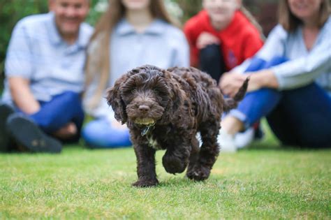 How to buy and raise a dog successfully - Happy Stress Free Dogs