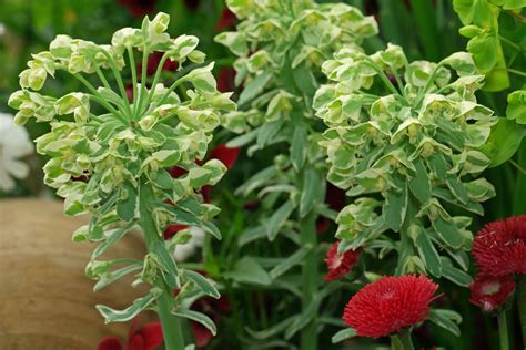 Check spelling or type a new query. Euphorbia characias "Silver Swan"