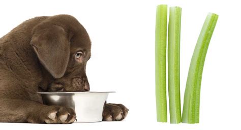 If dogs eat too much celery (or too much of any vegetable) it can also cause gastrointestinal upset, including gas, abdominal bloating, nausea, vomiting and diarrhea. Can Dogs Eat Celery? A Complete Guide To Celery For Dogs