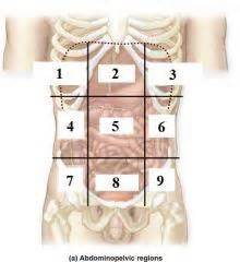 The location of abdominal organs is expressed using these quadrants. NerdTests.com Test: Abdominopelvic regions and quadrants